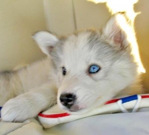 Registered siberian husky Puppies