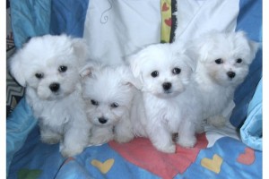 Attachment CUTE AND ADORABLE EXCELNT MALTESE PUPPIES NOW READY TO GO