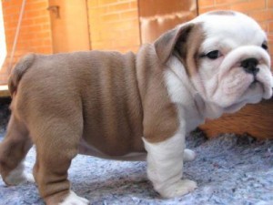 Two Succulent English bulldog Puppies looking for a new home.