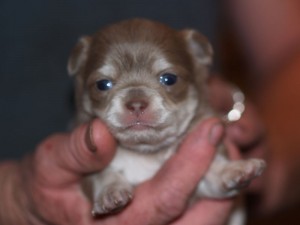 Well Trained  chihuahua  Puppies For Adoption