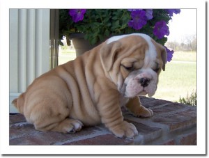 adorable english bulldog puppies for adoption