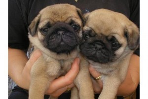 pure breed pug puppies