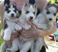 Blue eyes and well home trained female Husky puppies for free male and female