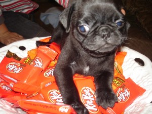 nice looking pug puppies for you