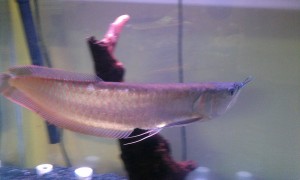 Silver Arowana