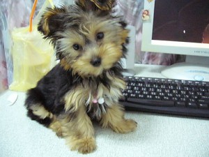 !!wow Talented Adorable Teacup Yorkie puppies for adoption of a Wellcoming House wow!!