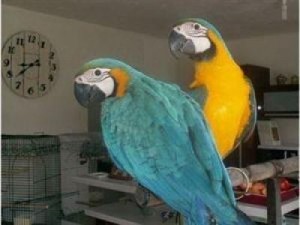 BLUE AND GOLD MACAW PARROTS FOR ADOPTION