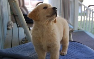 Super Cute Golden Retriever puppies for a Lovely Family homes