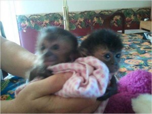 Cute male and female capuchin for adoption