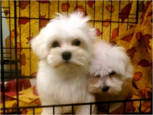 Gorgeous Maltese Puppies