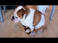 adorable british bulldogs for adoption