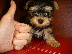 Affectionate and charming Teacup Yorkshire Terrier Puppies to offer for Free Adoption