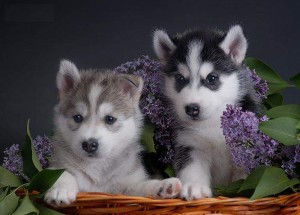 Siberian Husky for sale now contact  at (huskyhome@nokiamail.com )