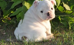 MALE AND FEMALE BEAUTIFUL ENGLISH BULLDOG PUPPIES