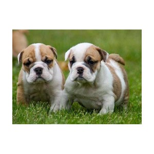 FREE MALE AND FEMALE BEAUTIFUL ENGLISH BULLDOG PUPPIES FOR ADOPTION.