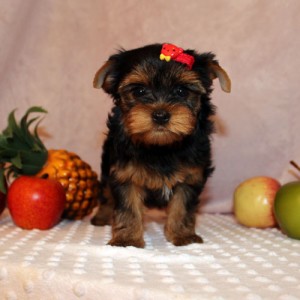 yorkies puppies for good homes