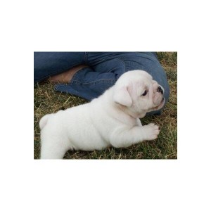 Quality English Bulldogs For Adoption