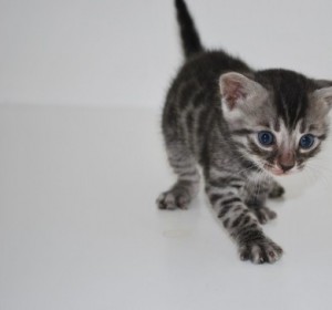 Amazing Charcoal Bengals- Silver Charcoal Litter