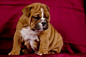 Affectionate AKC Registered English Bulldog Puppies available