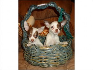 Chocolate &amp; White toy chihuahua puppies