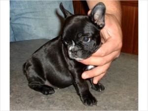 SOOO TINY &amp; ADORABLE!!! FRENCH BULLDOG PUPPY!