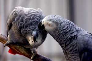 African Grey Parrots for Adoptions