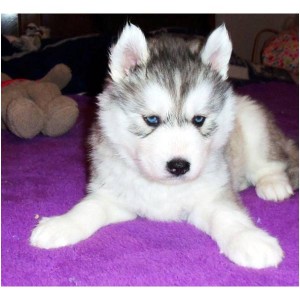 Cute and charming Siberian Husky puppies for  free adoption