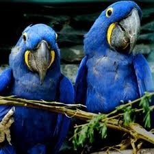 Cute Hyacinth Macaws for Sale