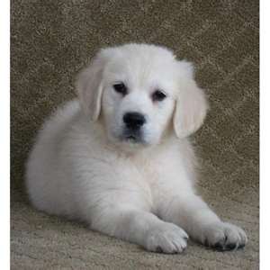 Two Golden Retriever puppies