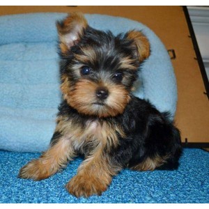 Affectionate Yorkshire Terrier puppy for free adoption