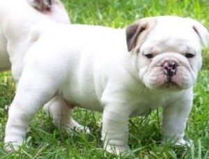 Home Trained English Bulldog Puppies For Sale