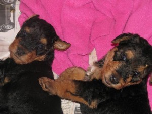 CUTE AND ADORABLE AIREDALE TERRIER PUPPIES FOR FREE