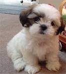 cute shih_tzu puppy ( New York )