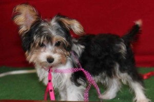 yorkie puppies ready to go out