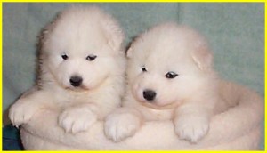 samoyed puppies for adoption