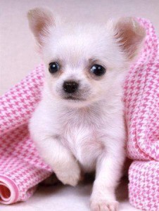 Chihuahua puppies for adoption