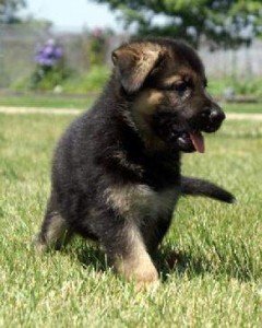 German Shepherd puppies