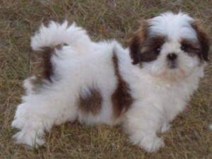 Sweet shih tzu puppies for adoption