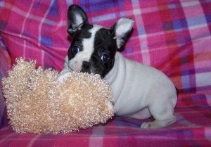 Sweet french bulldog puppies for adoption