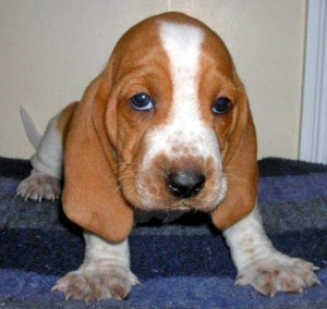 well trained basset hound puppies available fora new home