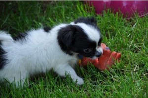 adorable chihuahua puppy ready for a new lovely home