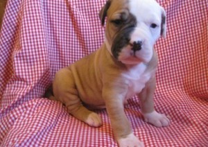 Two Cute Celebrity English Bulldog Puppies For Re-Homing