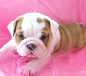 CHARMING ENGLISH BULLDOG PUPPIES