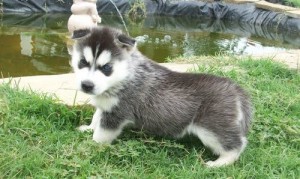 Amazing and loving husky puppies for free adoptio