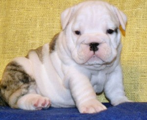 Free  Charming  English Bulldog Puppies for Adoption