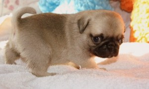 Pug puppies for Adoption.