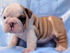 HEALTHY ENGLISH BULLDOGS FOR FREE ADOPTION