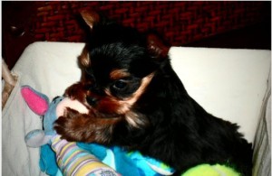 Akc/CKC TEACUP YORKIES