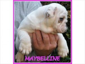 English Bulldog Puppies - 12 weeks young