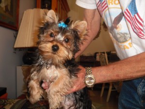 Excellent Male And Female Yorkie Puppies Now Ready To Go Home